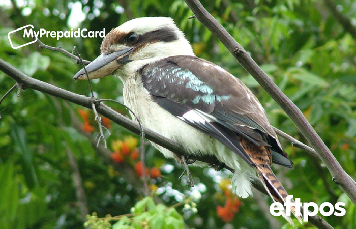 Large kookaburra eftpos